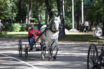 Horses as the main symbol of the weekend in Sokolniki