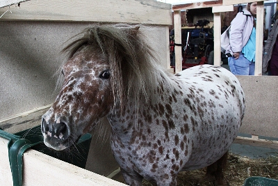 Horse show continues in Sokolniki