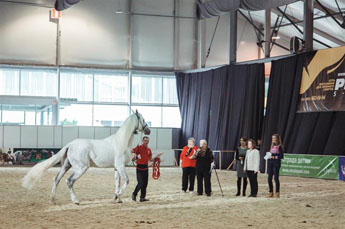 Equiros: № 1 horse fair  in Russia