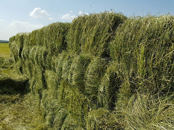 Best Moscow region hay from Razdolie 