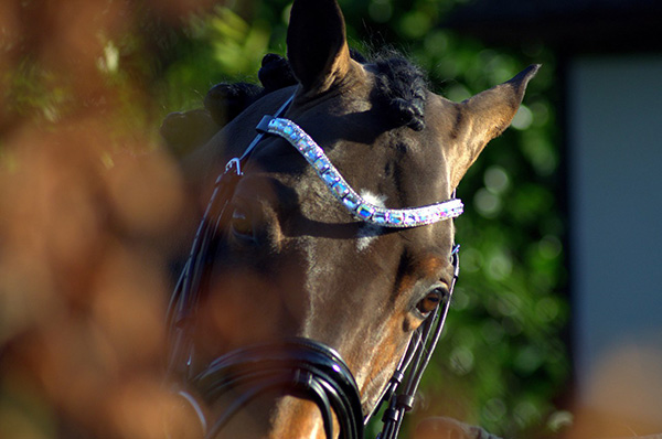 Exclusive and fashion gear and apparel from HORSEFASHION