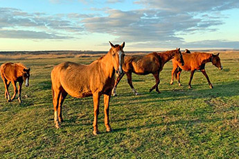In the Volgograd region, farmers are trying to revive a rare horse breed