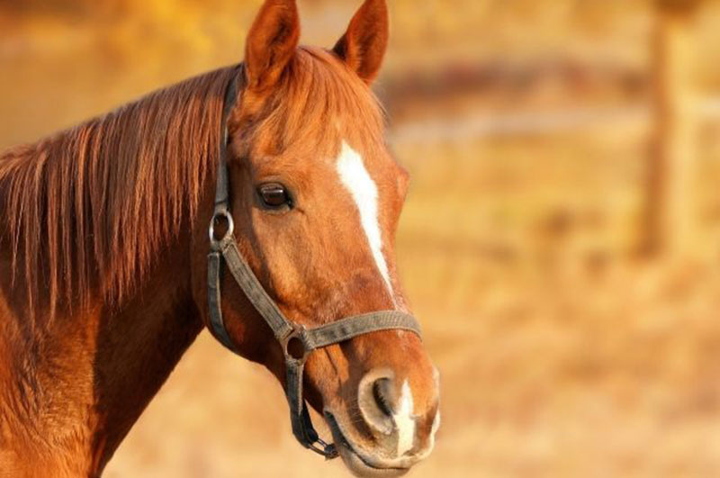 Свою первую породу лошадей вывели чеченские специалисты, по сообщению издания «Чечня сегодня»