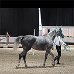 PetShopTop - Чистокровная арабская лошадь серой масти на выставке «Эквирос 2016»